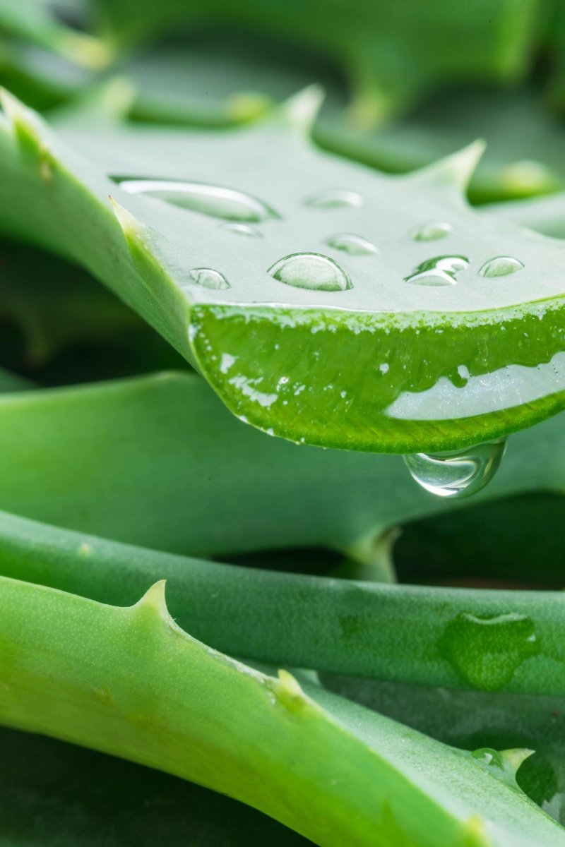 Hello Aloe - Why this is my favourite ingredient - Eco By Sonya Australia