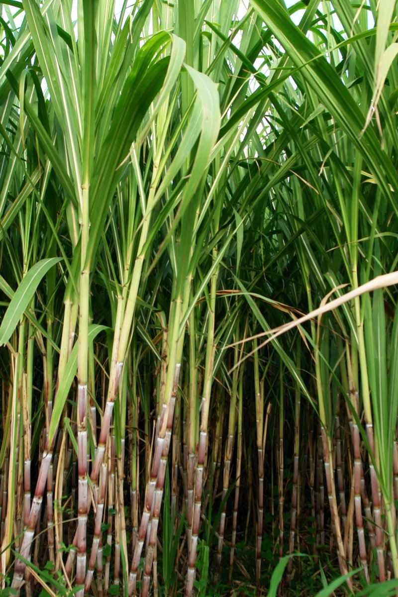 Sugar Cane Plastic - A Sweet Solution - Eco By Sonya Australia