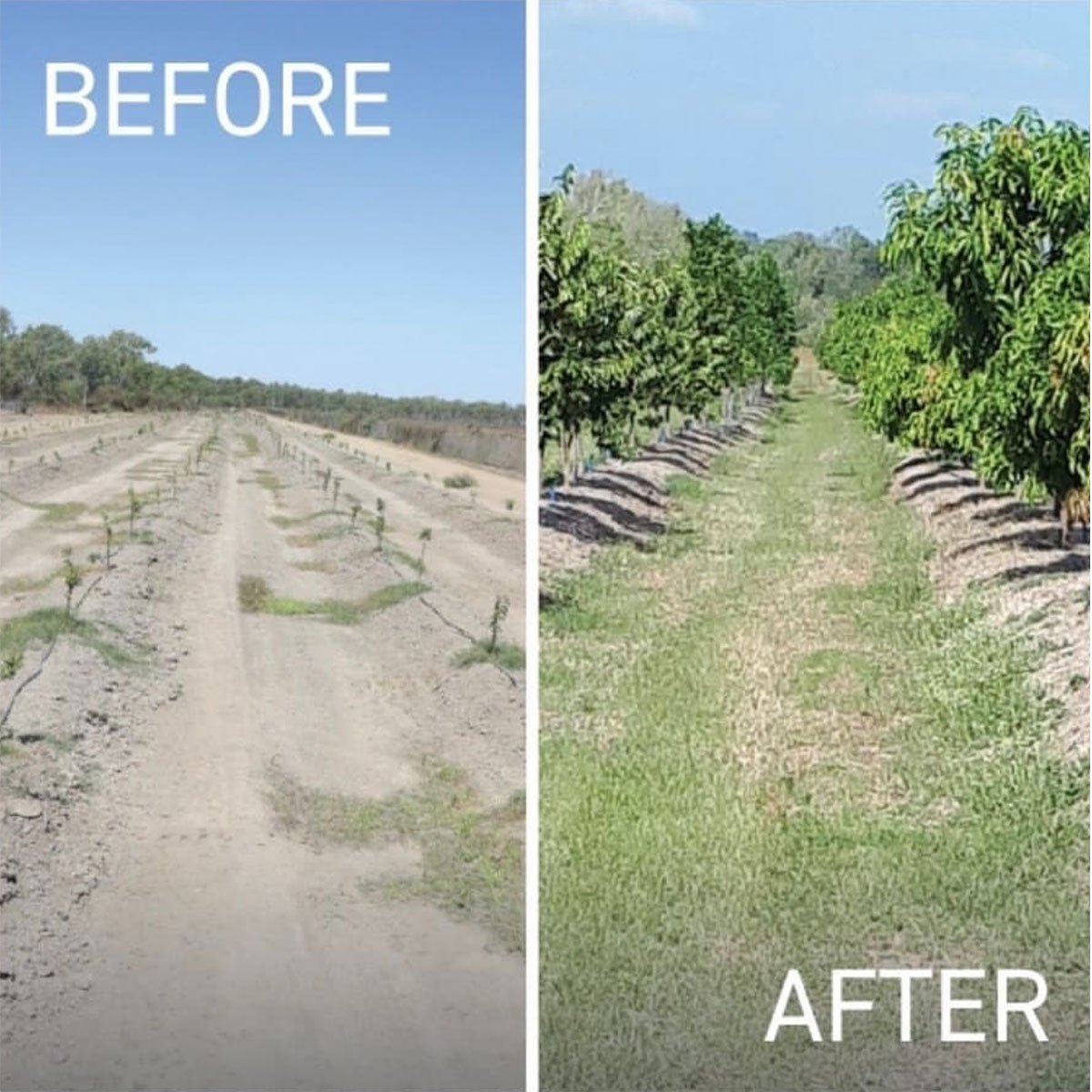 Greenfleet Partnership - Eco By Sonya Australia