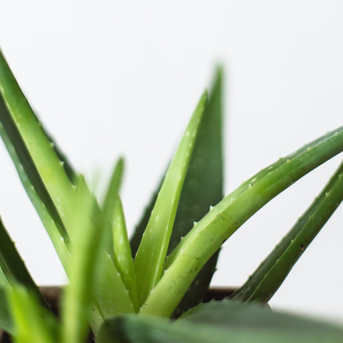 Hello Aloe - Why this is my favourite ingredient - Eco By Sonya Australia