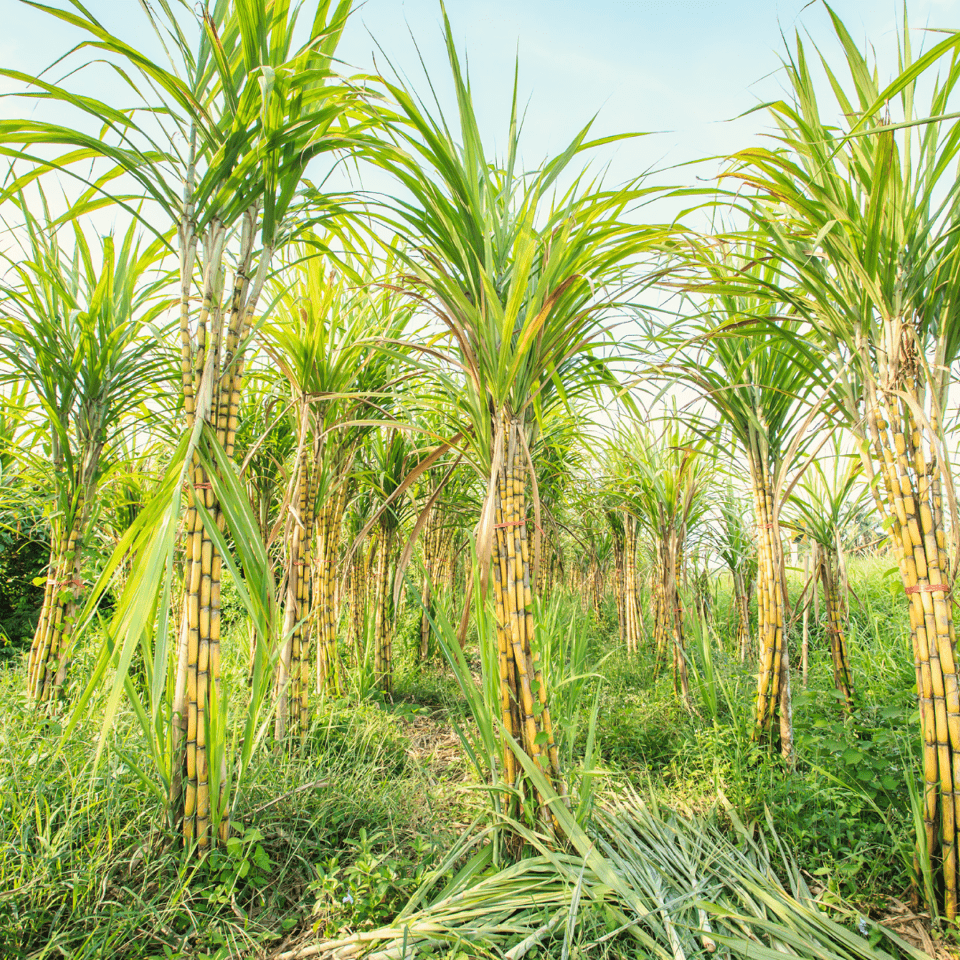 Sugar Cane Plastic - A Sweet Solution - Eco By Sonya Australia